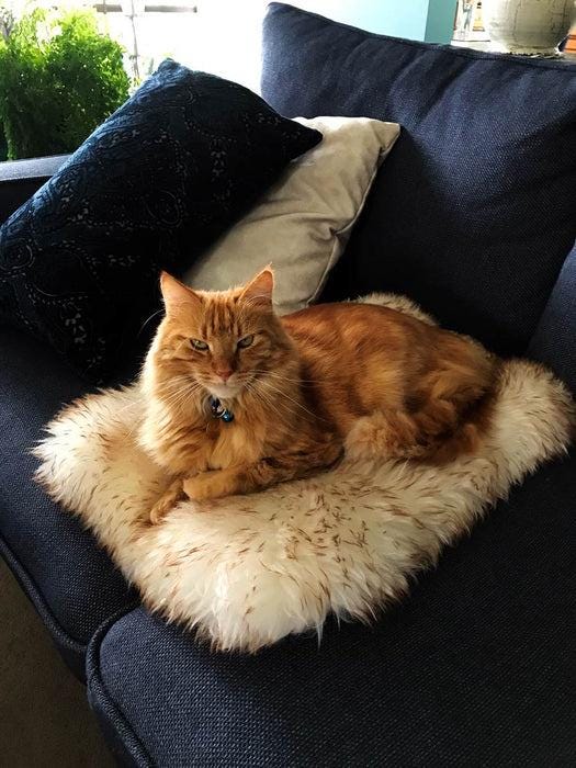 Pet Beds